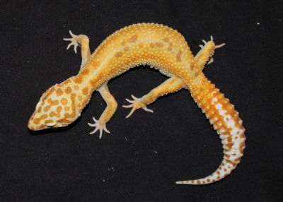 Эублефар пятнистый (леопардовый геккон) Tremper Albino